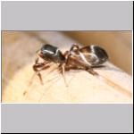 Synageles venator - Springspinne 01 4mm.jpg